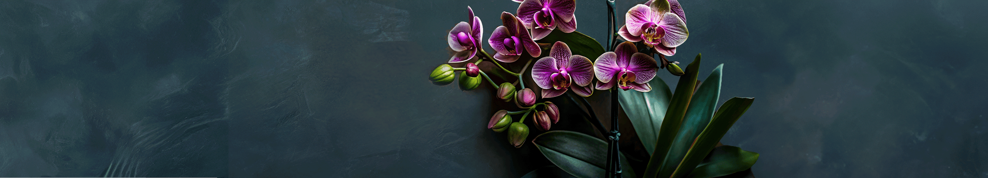 Orchids