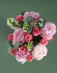 The Darling Blossom