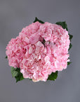 The Blossom