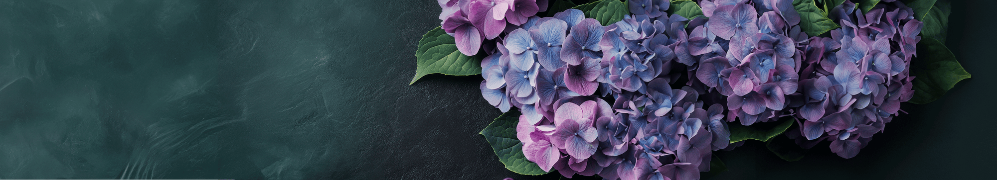 Hydrangeas