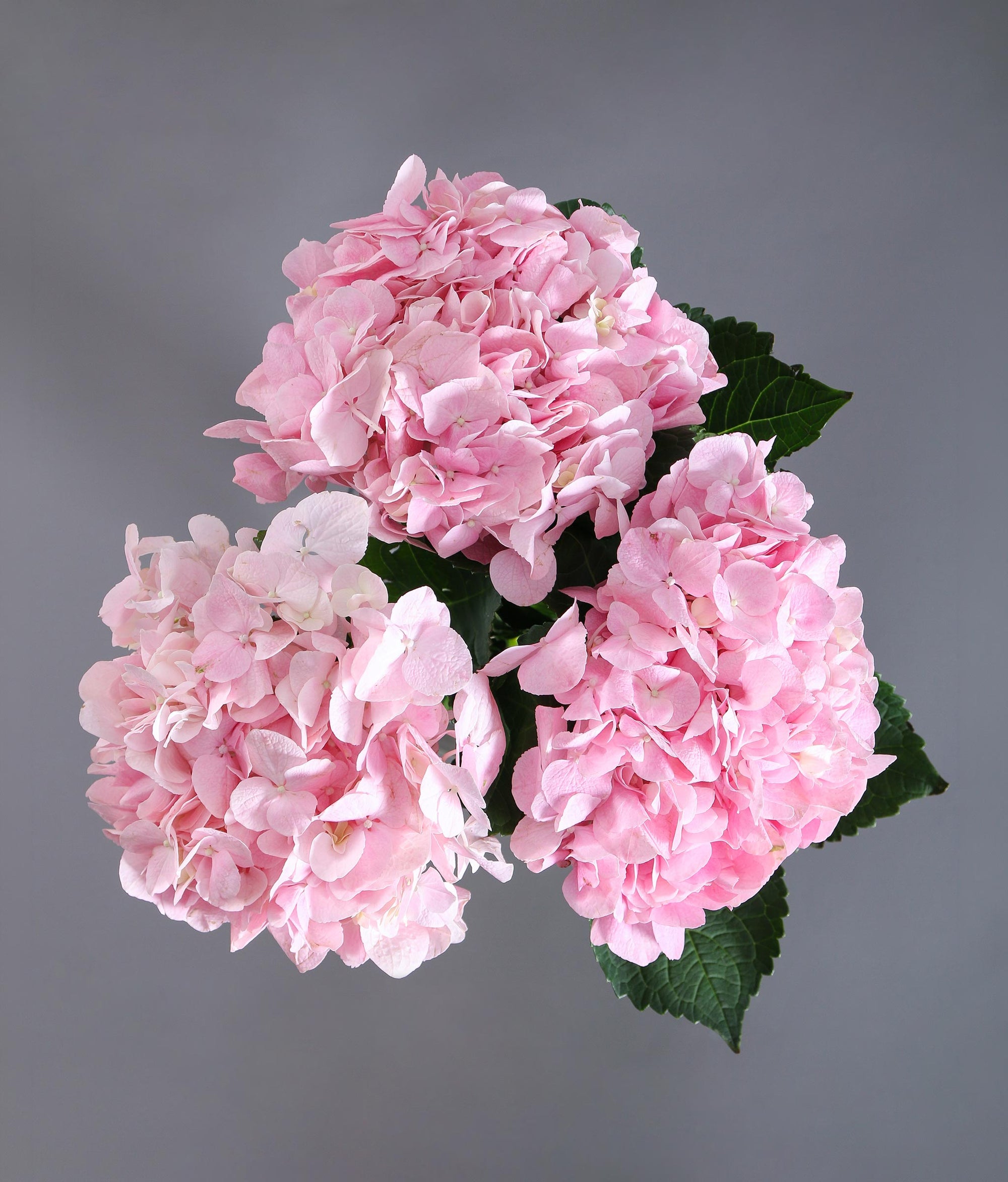 The Blossom