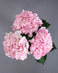 The Blossom