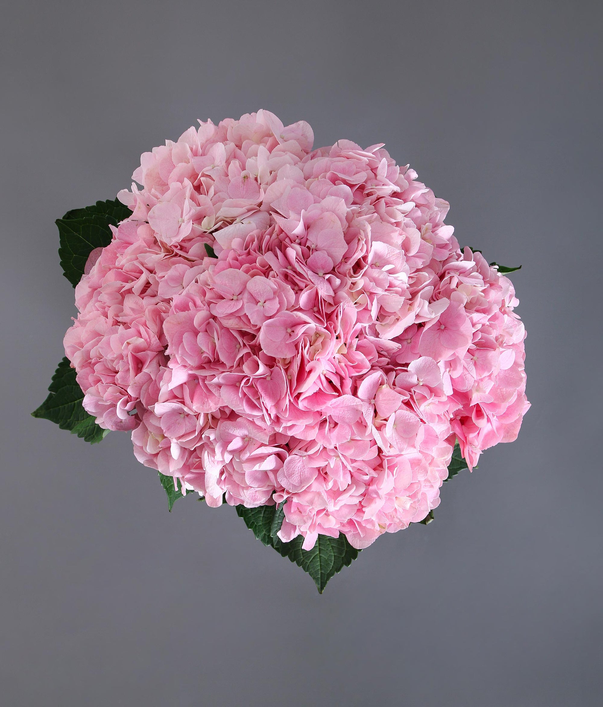 The Blossom