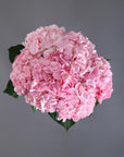 The Blossom