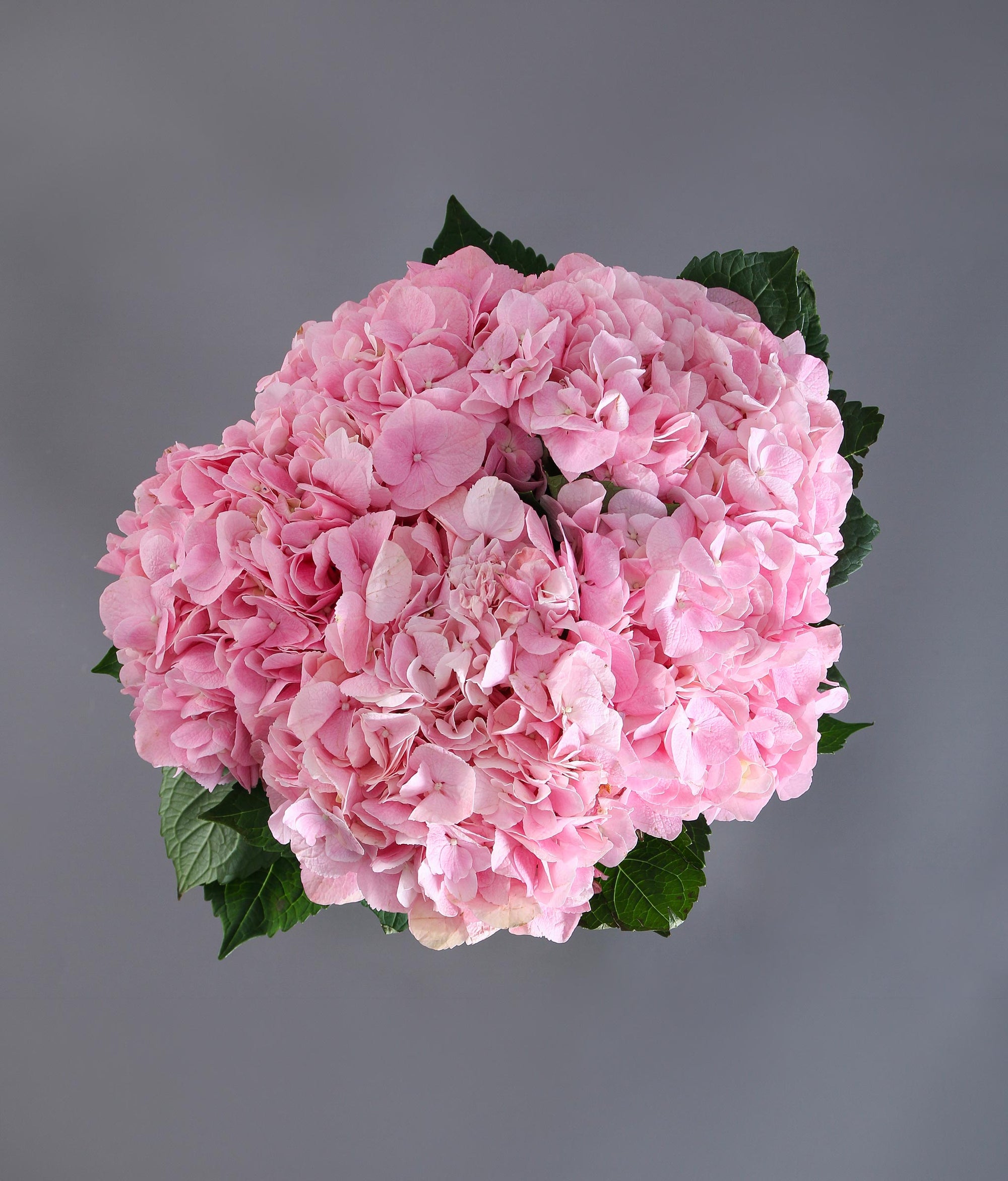 The Blossom